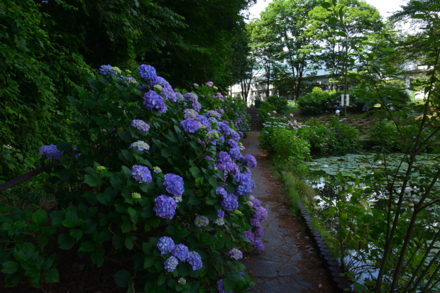 室山の池に咲く紫陽花