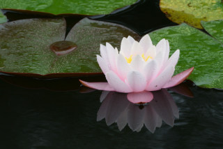 静かな水面に映る花