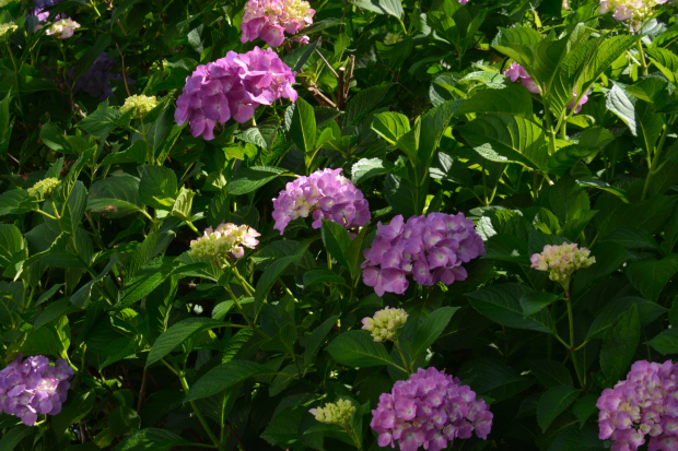 満開の紫陽花