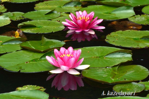 ピンクの花芯のスイレン