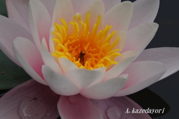 花の中に虫が・・・